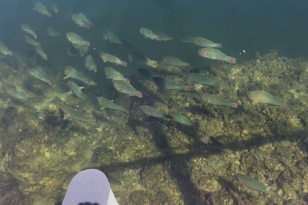 Dock-fish