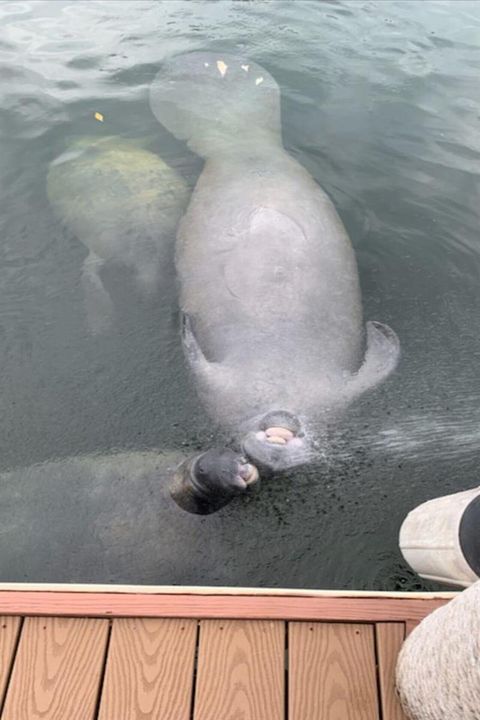 Dock-manatees