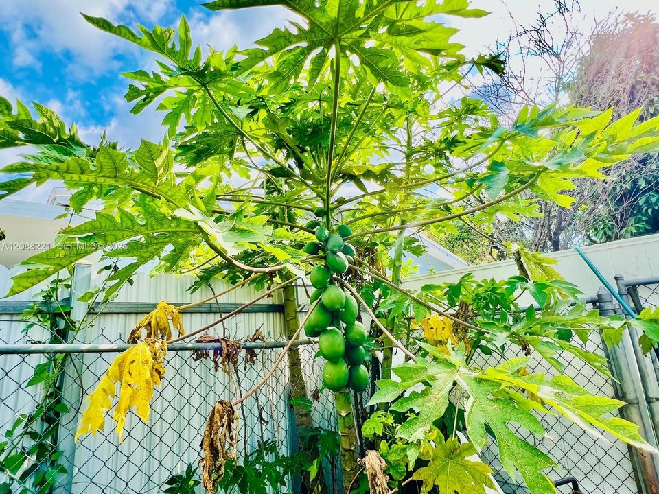 Papaya