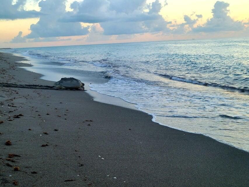 Loggerhead Sea Turtle