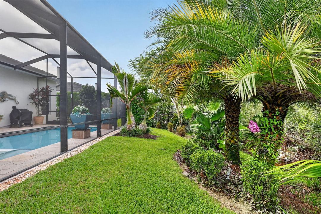 bottle palms, Sylvester palms