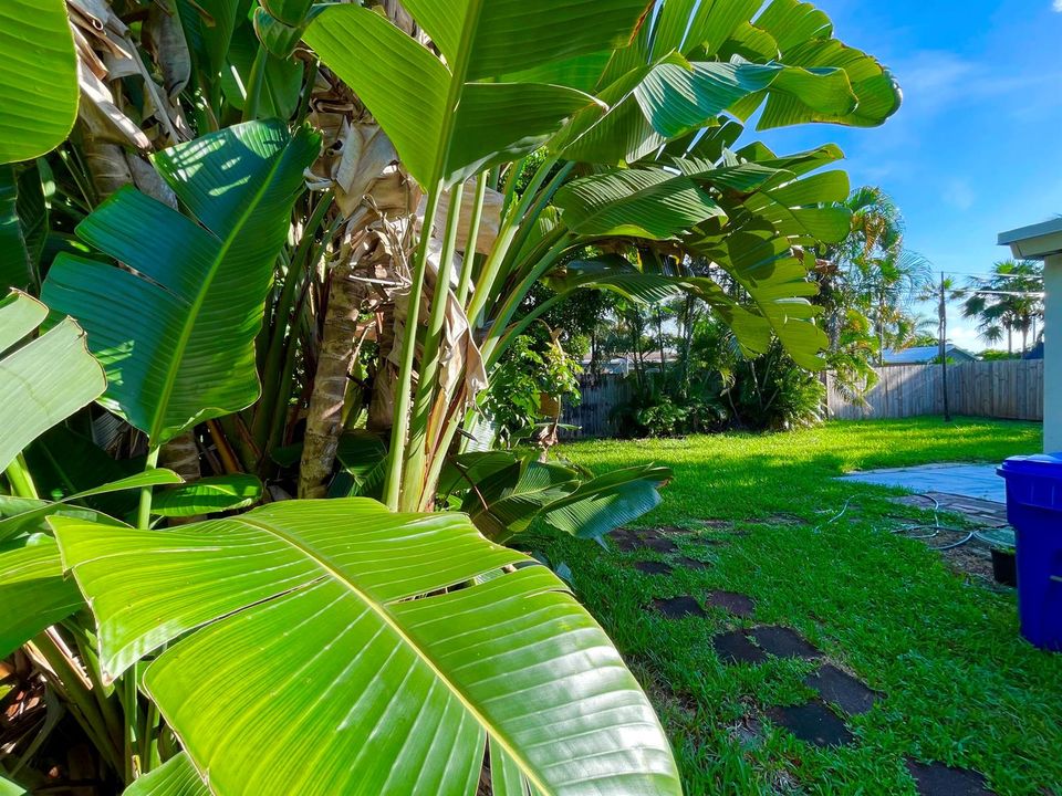 backyard