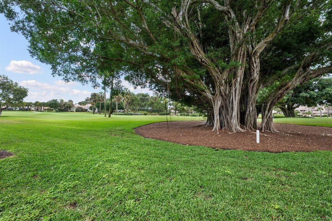Mature Landscaping and Lawn