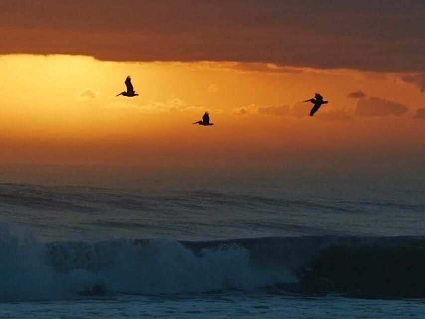 SEA BIRDS OVER WAVES AT DUSK