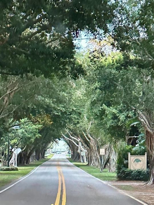 Beautiful canopy of trees on Bridge Road