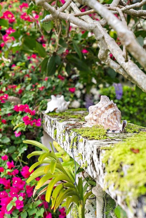 32-CORAL WALLS