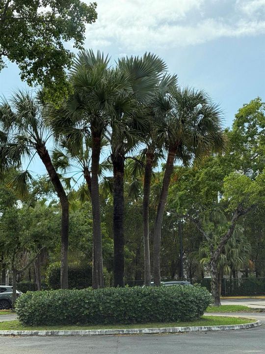 Doral Neighborhood View