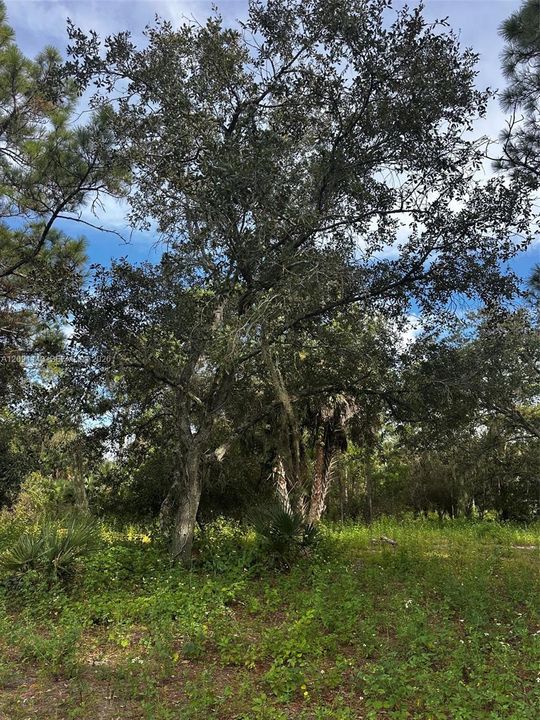 For Sale: $95,000 (1.20 acres)