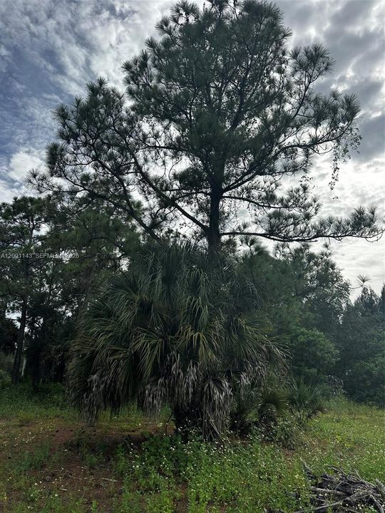 For Sale: $95,000 (1.20 acres)