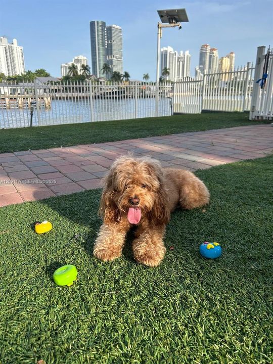 Dog Park