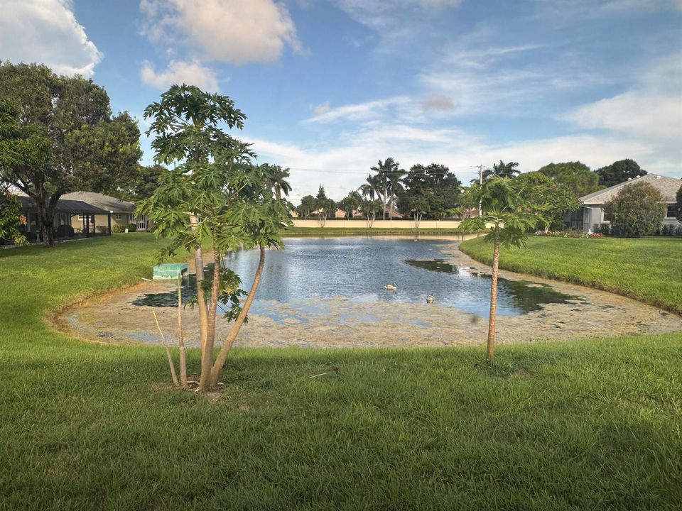 Pond