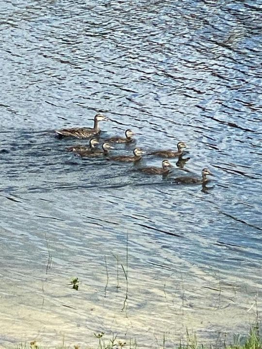 12024 wildlife 3