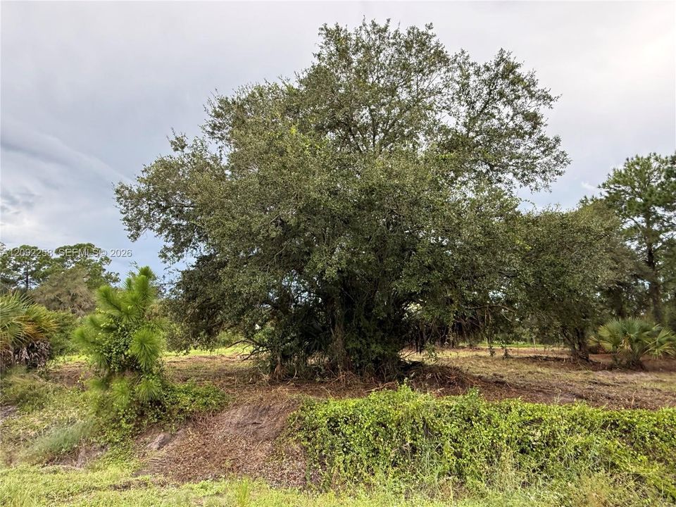 For Sale: $49,500 (1.25 acres)