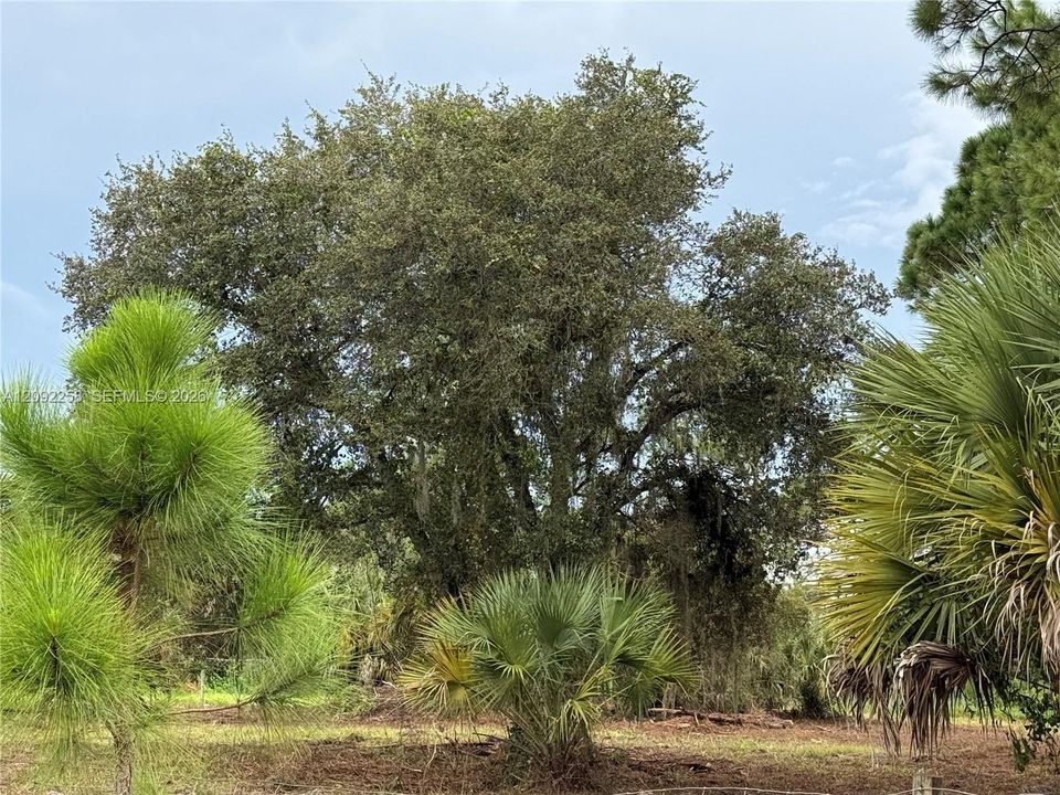 For Sale: $49,500 (1.25 acres)