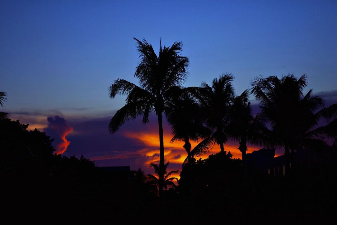 Palm Sunset