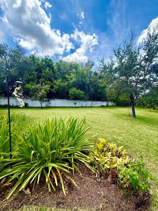 backyard v