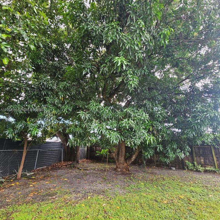 mango tree in large backyard