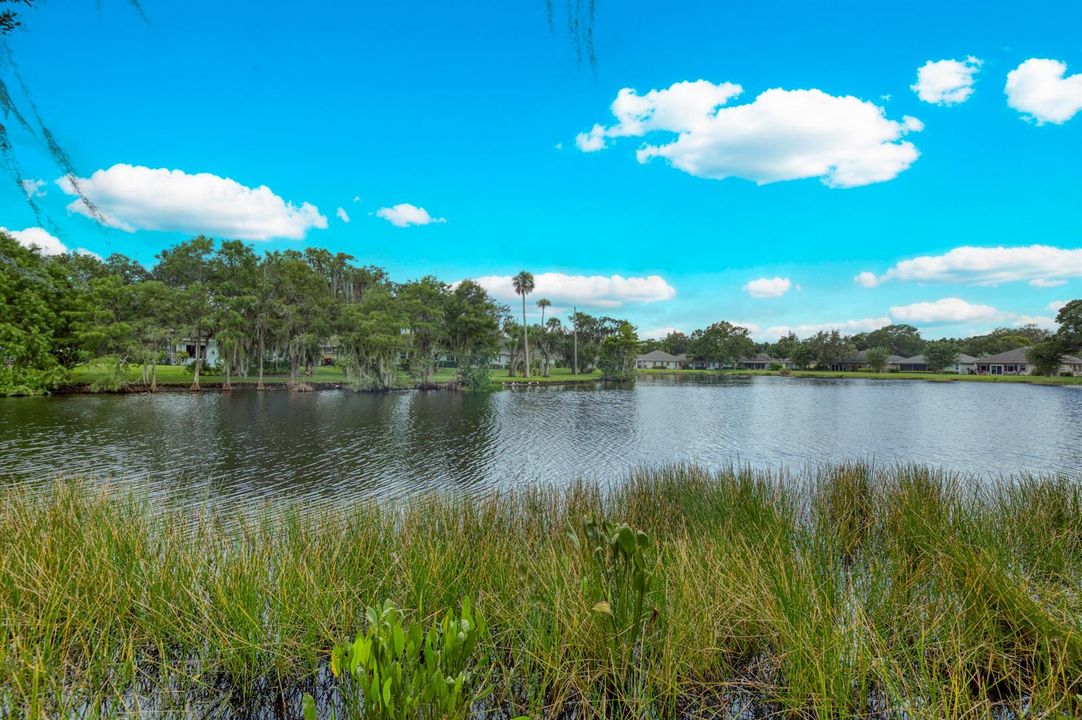 Lake Pond View