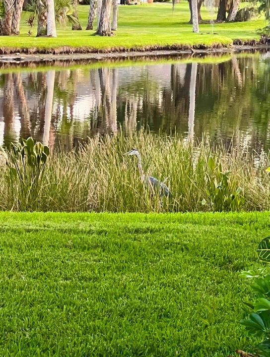 Heron