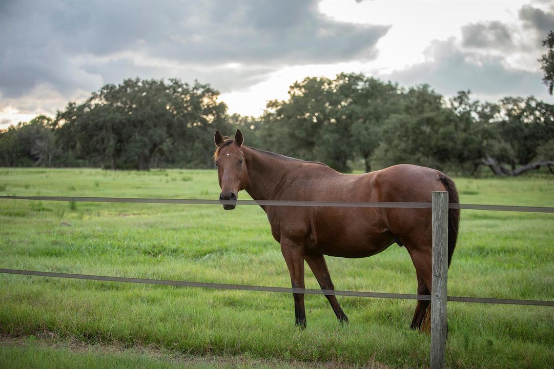 A Horses