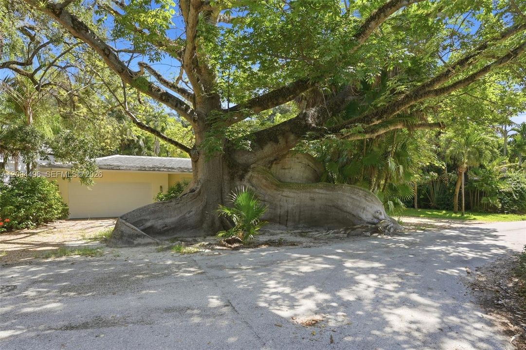 Famous Kapok Tree community ( not on property)