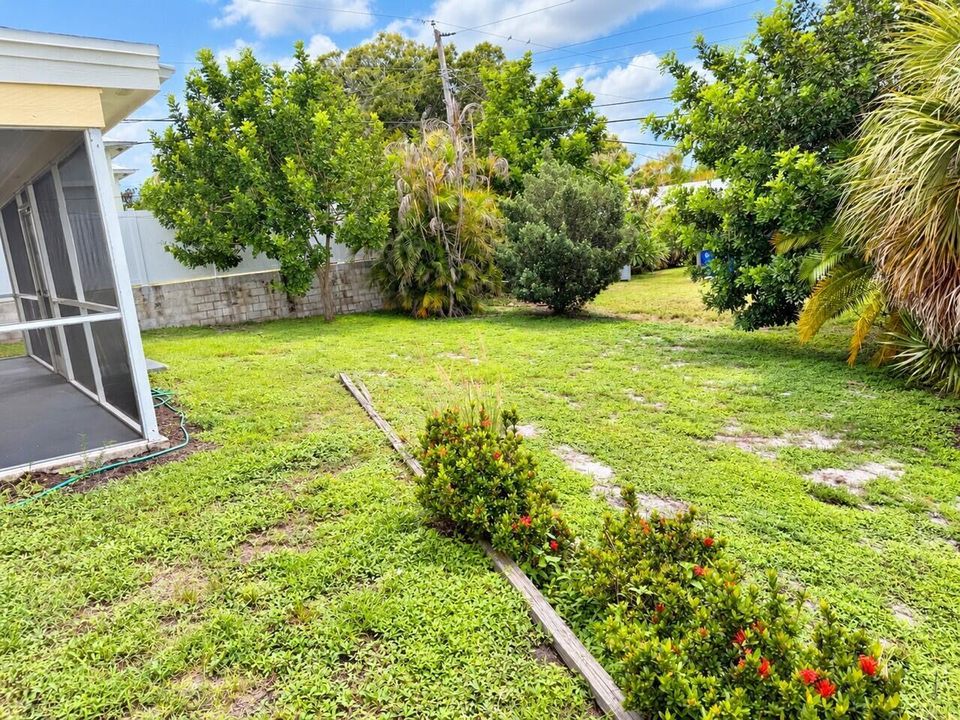 back yard 2