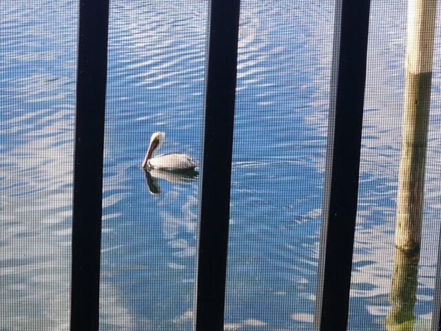 wildlife watching