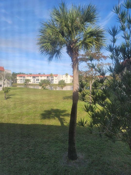 view from patio