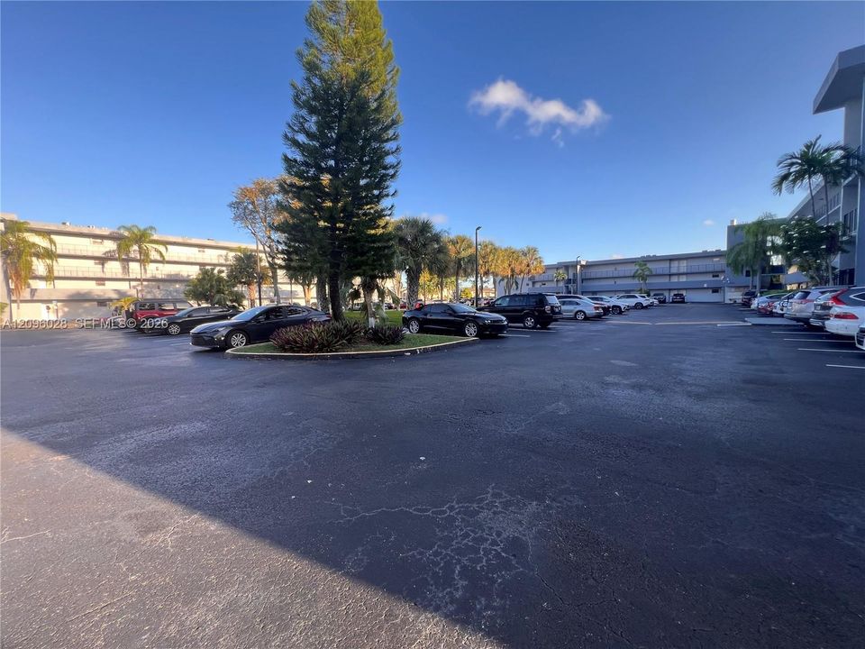 Surface parking lot featuring asphalt paving and landscaped islands with mature palms and coniferous trees
