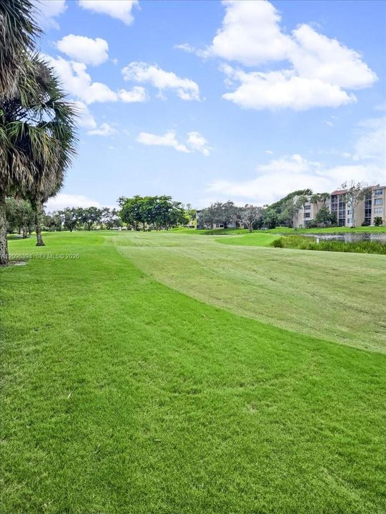 Expansive green space featuring mature palm trees, manicured turf, and a natural water feature