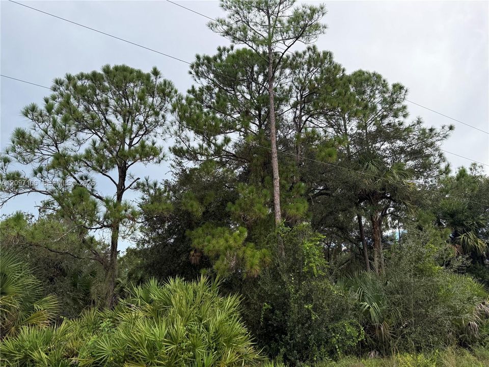 For Sale: $47,000 (1.25 acres)