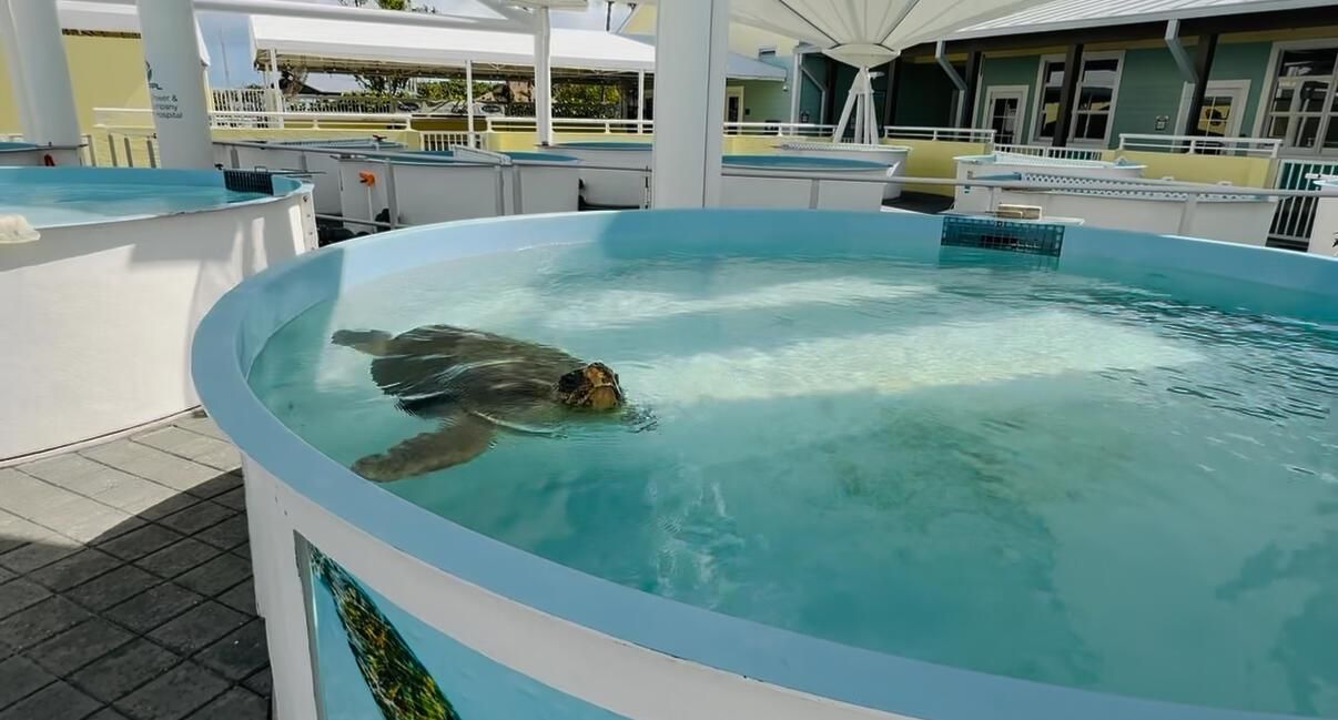 Loggerhead Marinelife Center