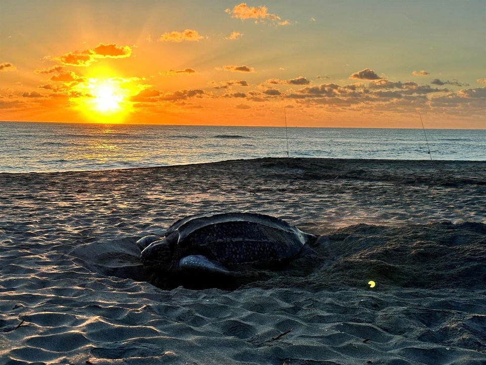 Turtle Season at Jupiter Beach