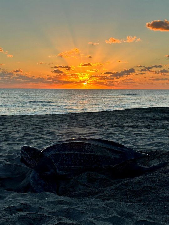 Turtle Season at Jupiter Beach