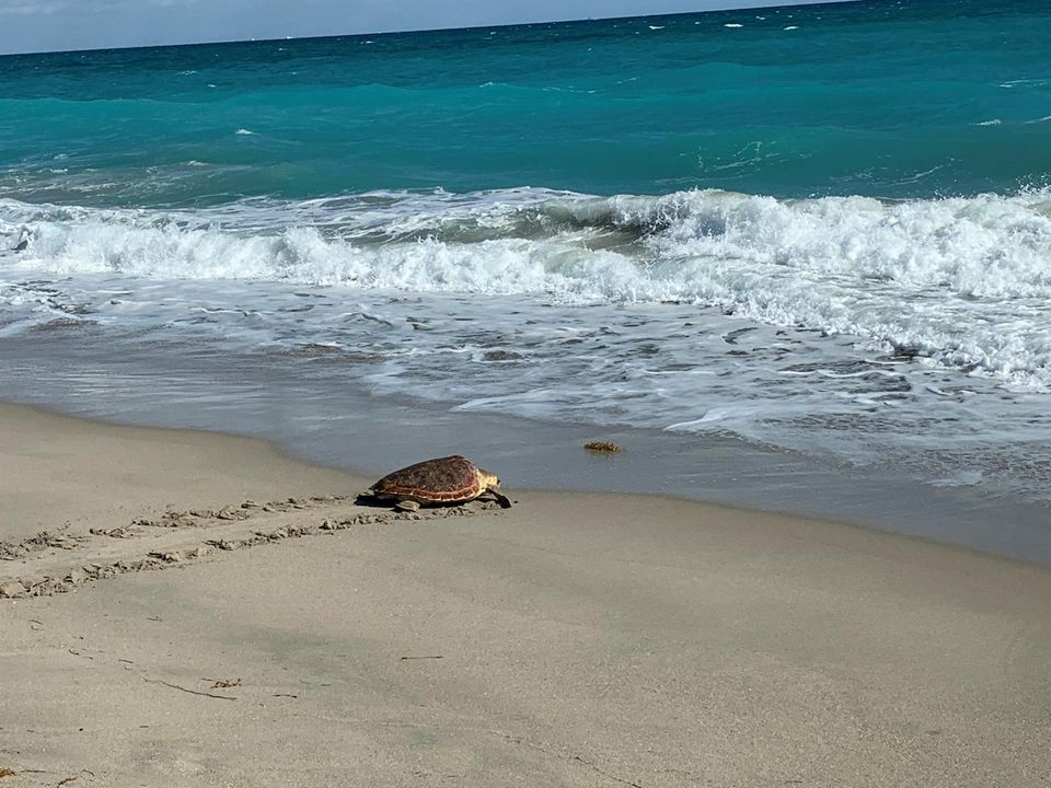 Turtle Season at Jupiter Beach