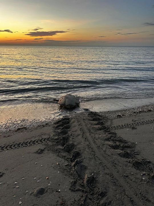 Turtle Season at Jupiter Beach