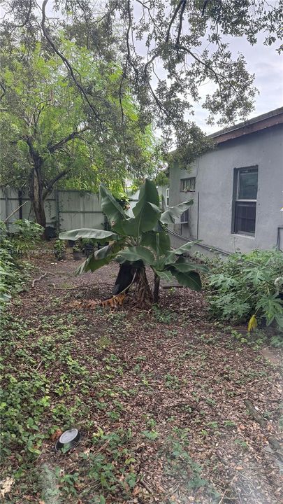 Lush side yard with banana tree