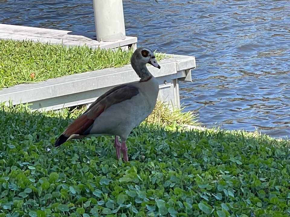 WILDLIFE