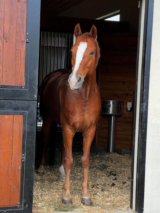 horses love it!