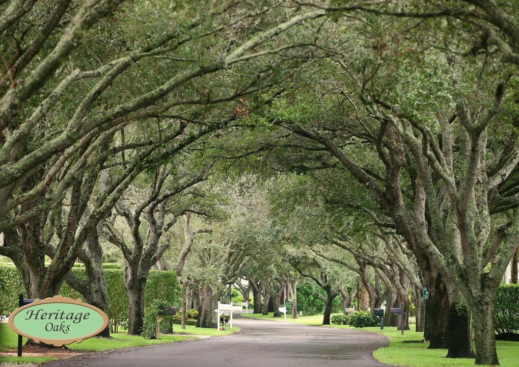 Heritage_Oaks
