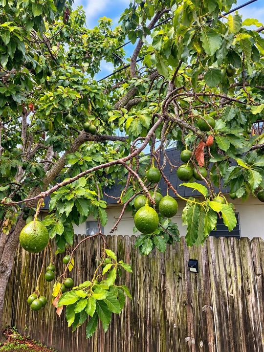 Lush Backyard Avocado Tree Canopy