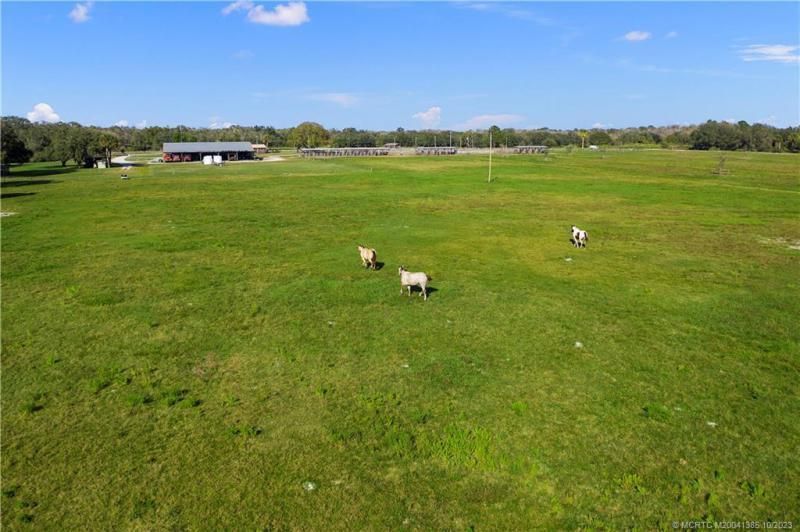 IH Horse field