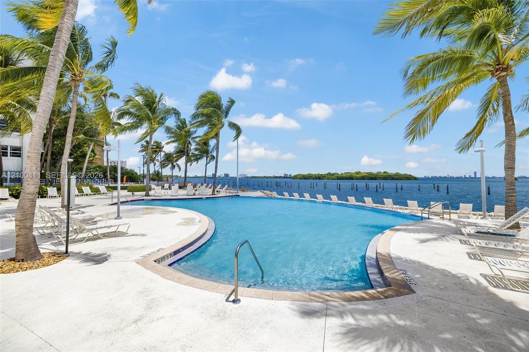Curved swimming pool with stone coping, light-colored concrete decking, and mature palm trees
