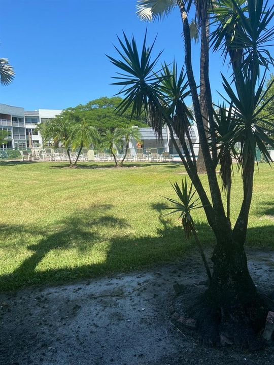 royalpalm101b (19)