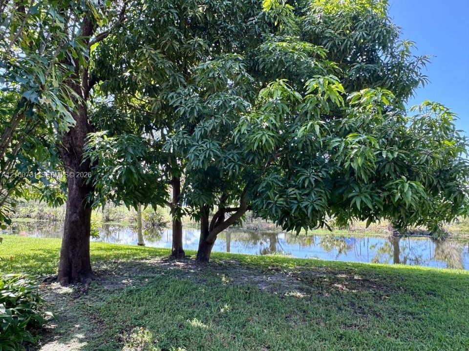 View from patio
