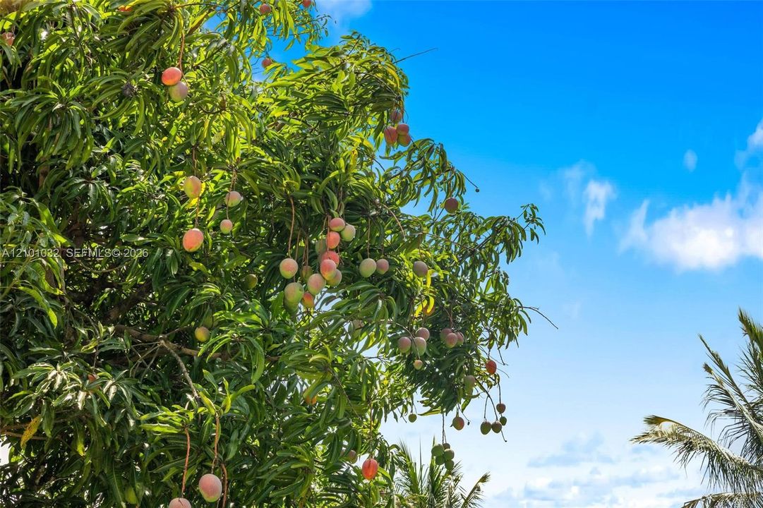Some homes come with a backyard. This one comes with a mango tree.