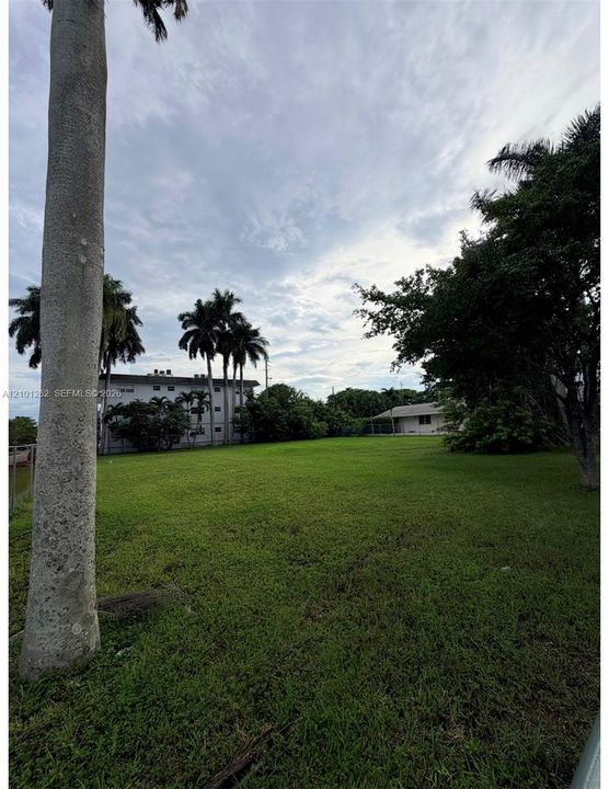 Expansive open lot featuring a level grass lawn, mature palm trees, and established perimeter foliage