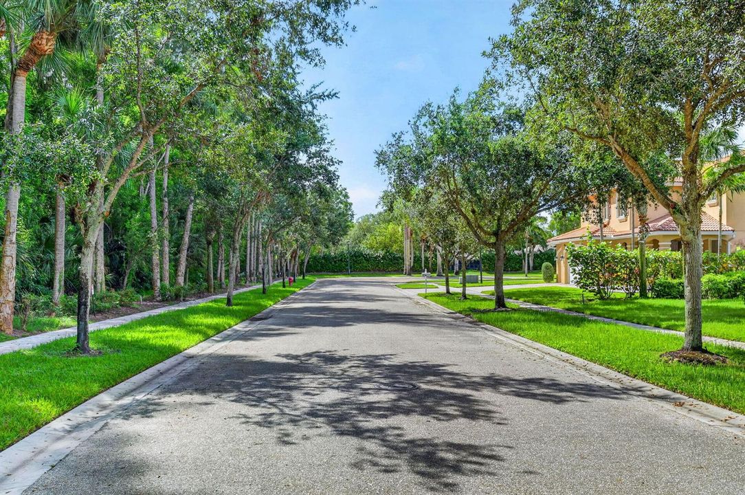 Tree lined street