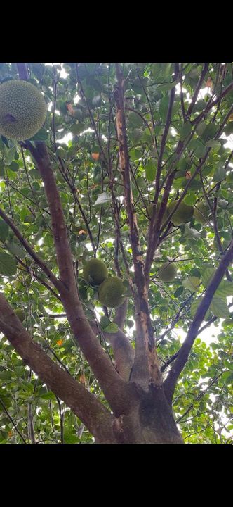 Jackfruit from the tree at the house