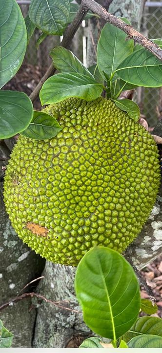 Jackfruit from the tree at the house